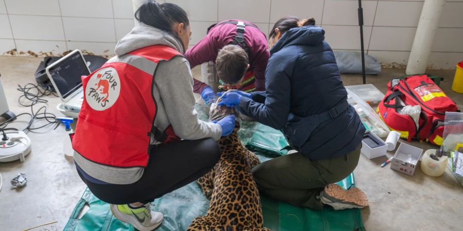 Inzucht führt bei Grosskatzen häufig zu gesundheitlichen Problemen und einer verminderten Lebensqualität.