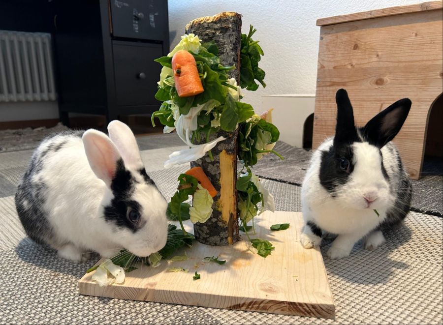 Das Zwergkaninchenpaar Oreo und Cookie wurde bei der Tierklappe abgegeben.
