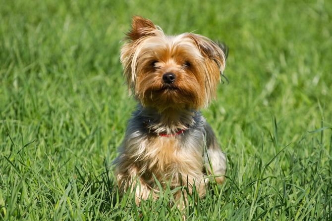 Hund Haltebewilligung entzogen Wohnung