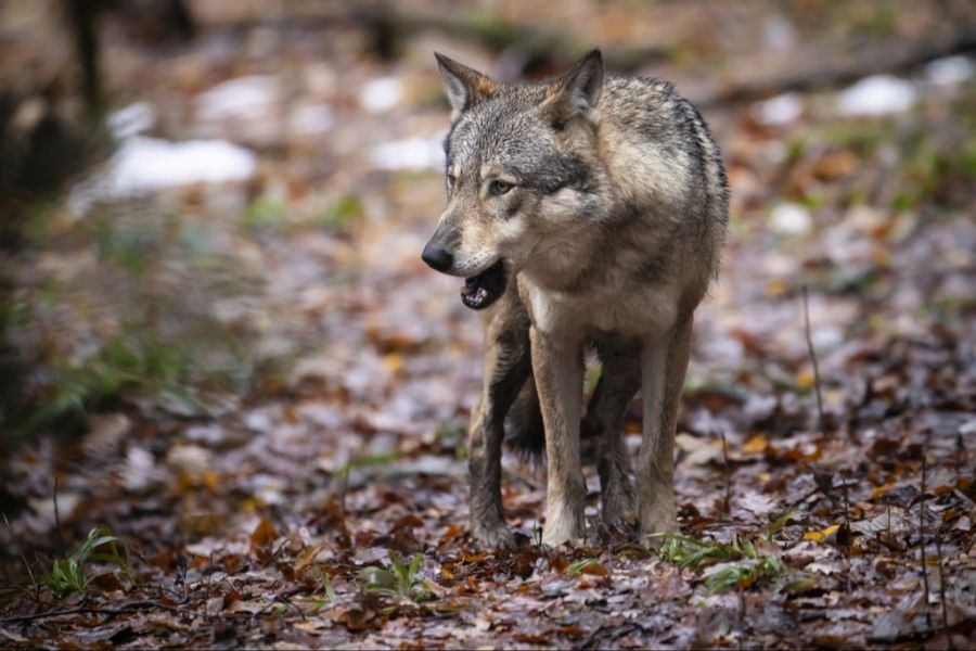 Wolf im Wald
