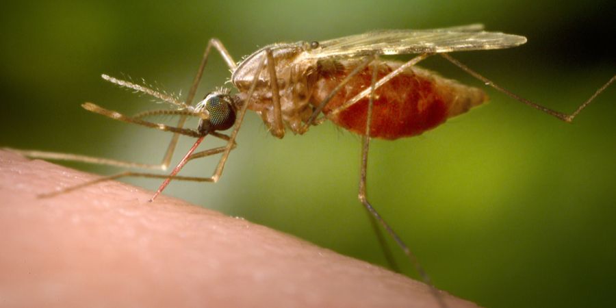 Chikungunya