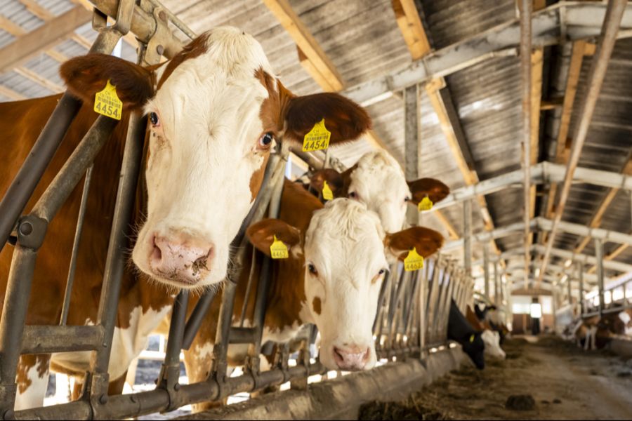 In der Landwirtschaft würden Massnahmen, wie beispielsweise Futterzusätze, welche den Methanausstoss von Kühen reduzieren, die Umwelt schützen.