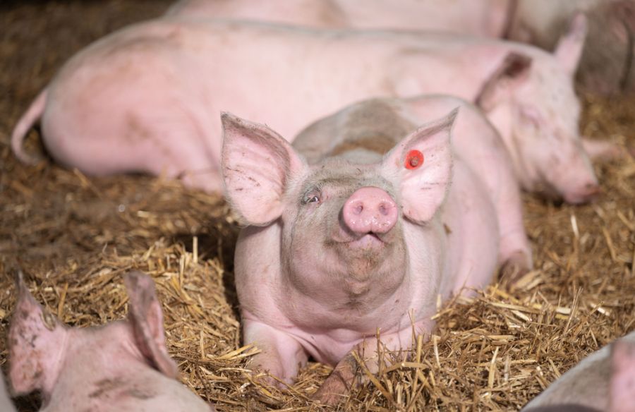 Schweinepest