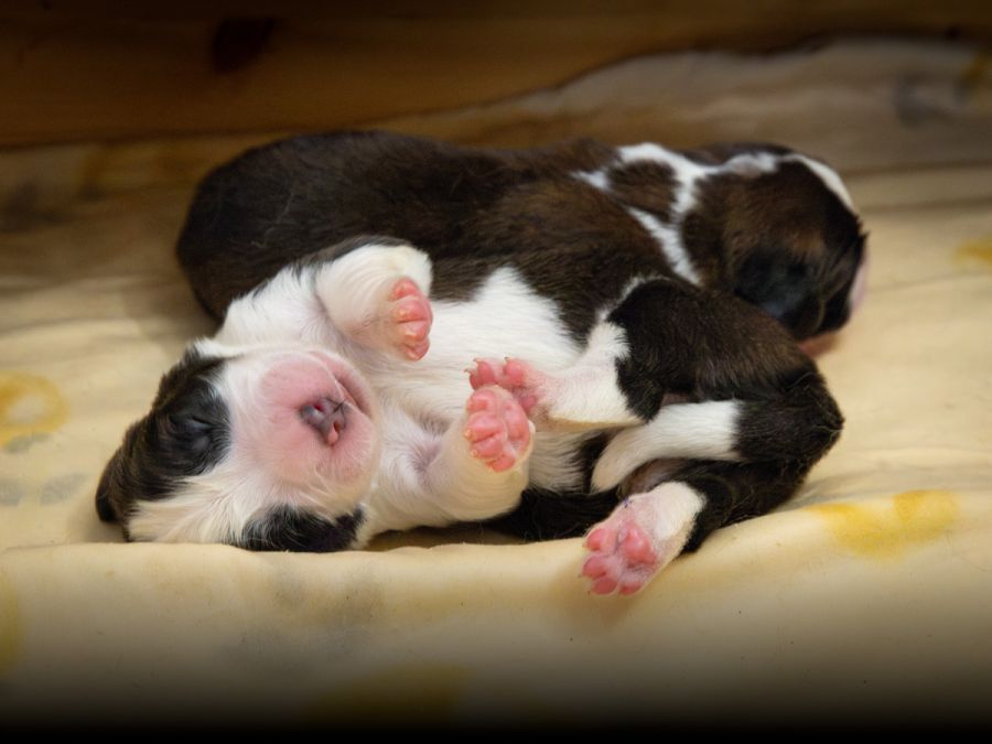 Die Welpen erhalten alle einen Namen, der mit dem Buchstaben «Y» beginnt.