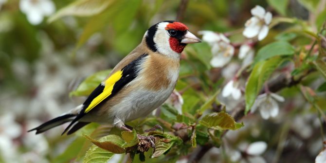 Vogel Distelfink rot gelb