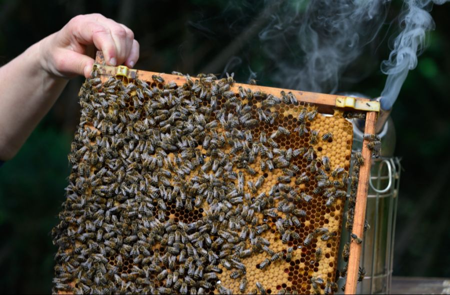 Honig Bienenstock