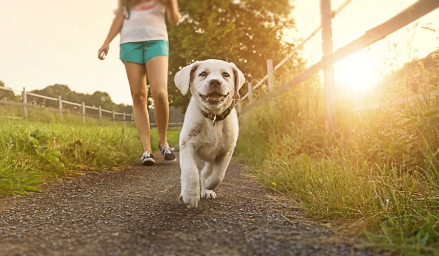 Frau geht mit ihrem Hund Gassi