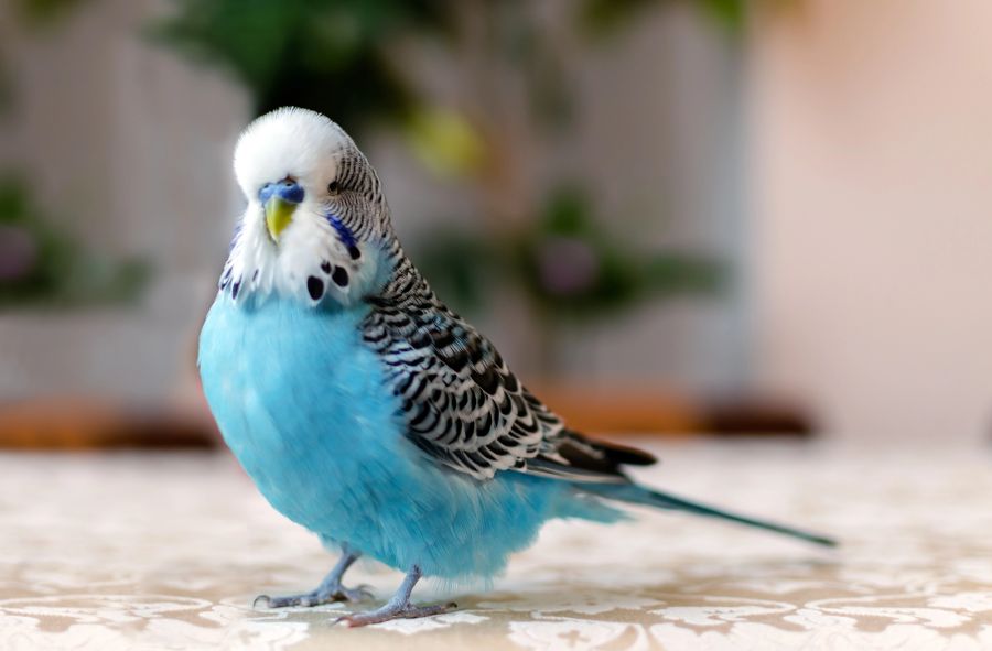 vögel wo streicheln