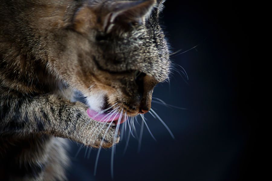 passivrauchen haustiere