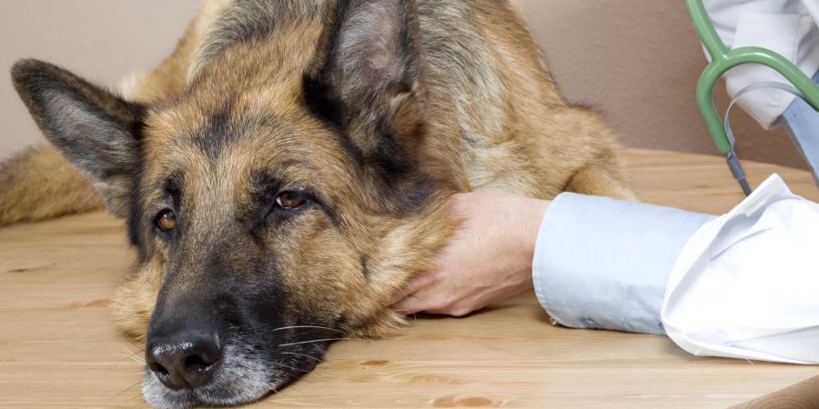 Kranker Schäferhund beim Tierarzt.