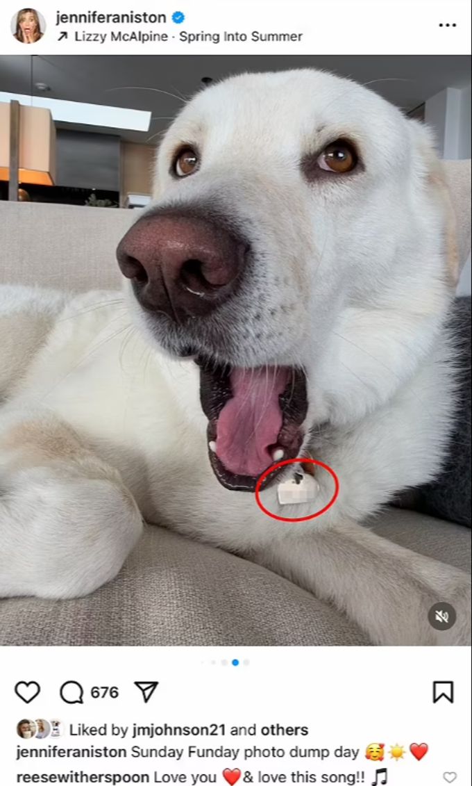 Der Hund von Jennifer Aniston trug offenbar ihre Telefonnummer am Halsband. Jennifer Aniston