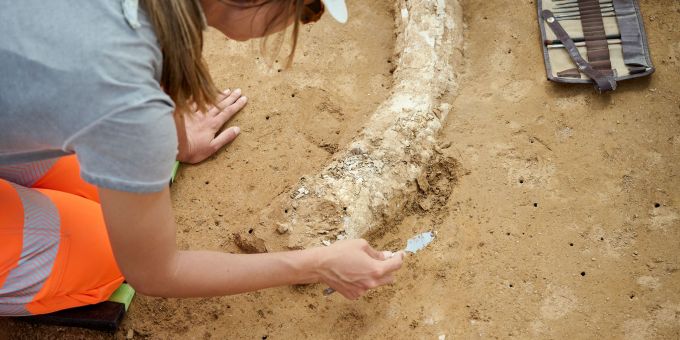 Der Fund stammt aus der Eiszeit und dürfte Experten zufolge mindestens 12'000 Jahre alt sein. (Archivbild) Mammutzahn