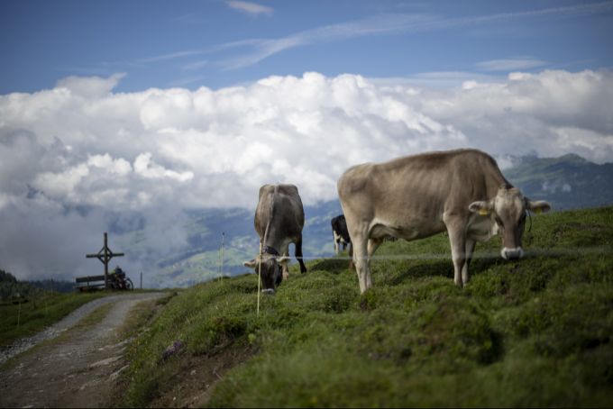 Schweizer Böden sind zunehmend mit PFAS-Giftstoffen belastet – Kühe weiden auf diesen Böden. (Symbolbild) Kühe Gras Weide