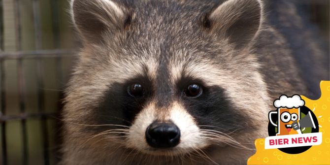 Waschbär Verkehrskontrolle Meth-Pfeife Steuer