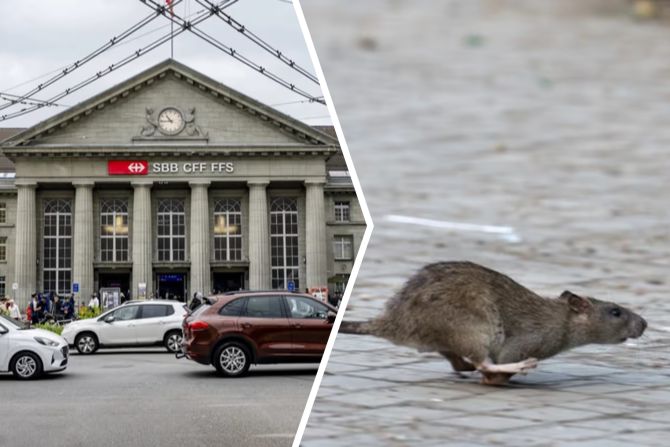 Biel Ratten