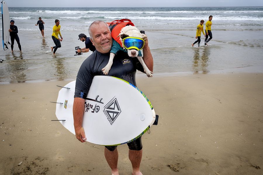 Hunde Surfen