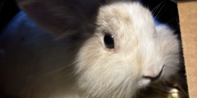 Kanninchen ausgestzt