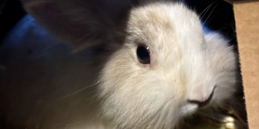 Kanninchen ausgestzt