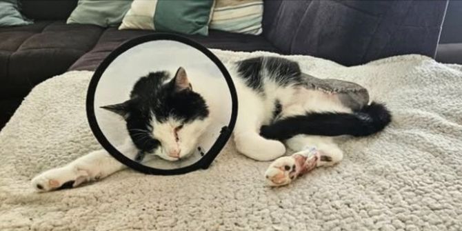 Katze angeschossen
