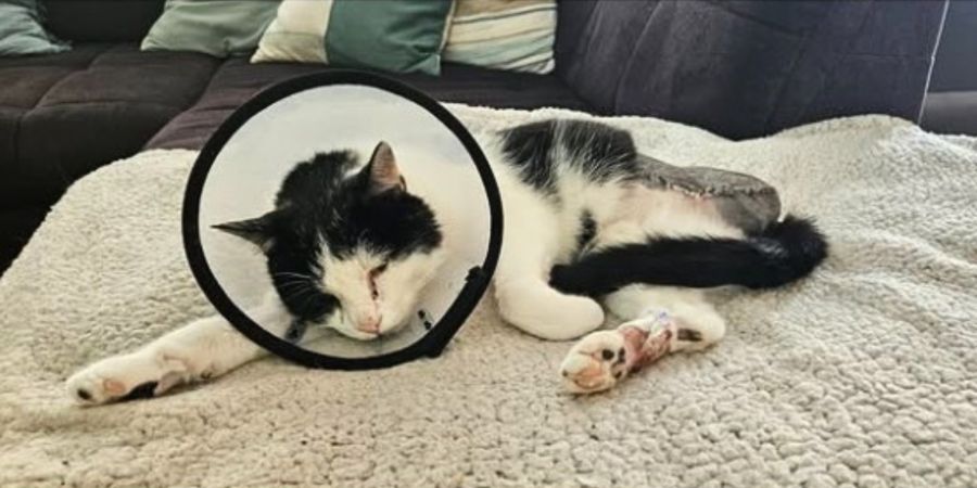 Katze angeschossen