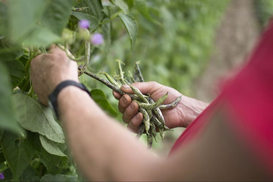 Wenn Bohnen wie früher von Hand gepflückt würden, könnte man zwar mehrfach ernten und dies würde den Ertrag steigern. Jedoch ist die Handernte für viele Produzenten unbezahlbar geworden.