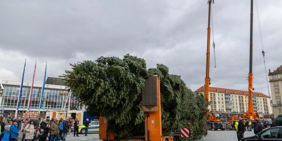 Der Baum für den diesjährigen Dresdner Striezelmarkt ist eine etwa 25 Meter hohe Nordmanntanne aus Freital.