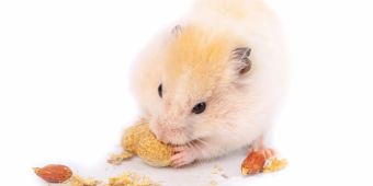 Hamster beim Fressen