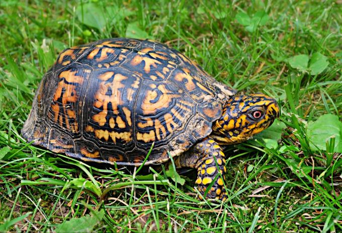 Die Carolina-Dosenschildkröte mit ihrer besonderen Färbung bringt hohe Preise auf dem Schwarzmarkt. (Symbolbild) Schildkröten Schmuggel Chinesin Kanada
