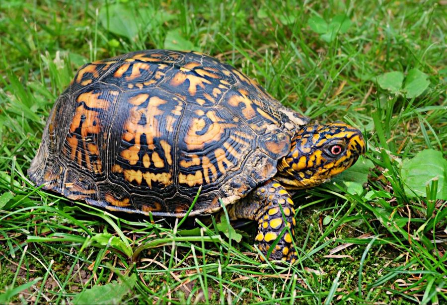 Schildkröten Schmuggel Chinesin Kanada