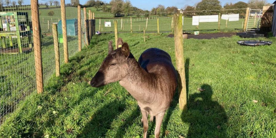 Farm Irland