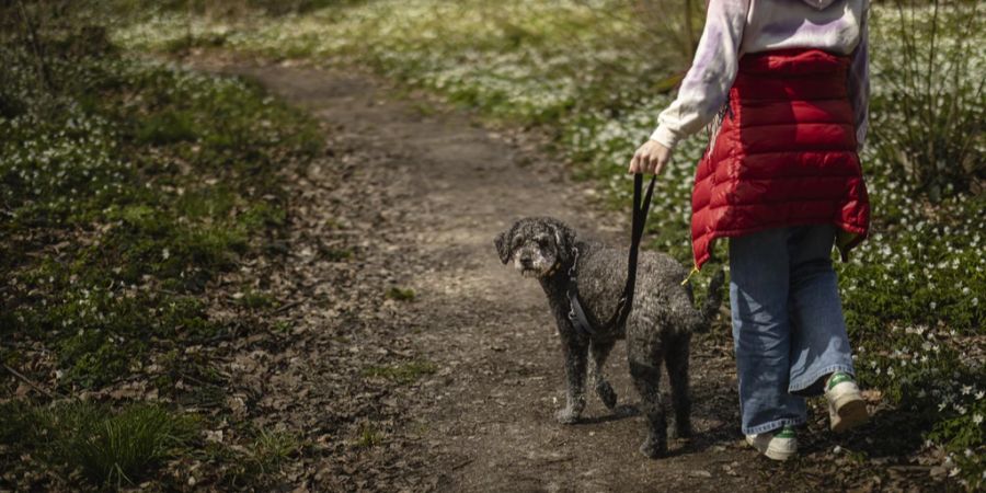 Hund Wald Leine