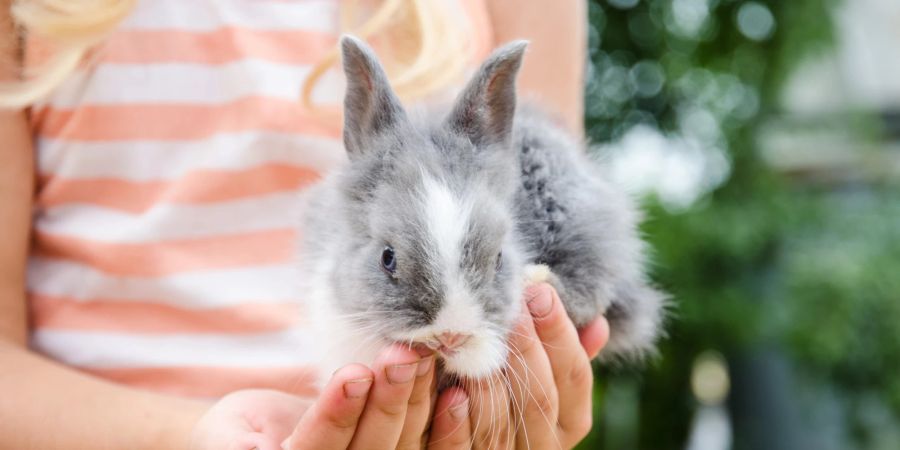 Kaninchen auf Händen