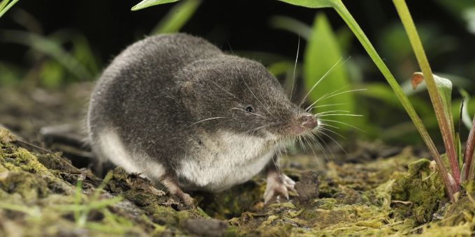 Sumpfspitzmaus Neomys milleri. Sumpfspitzmaus