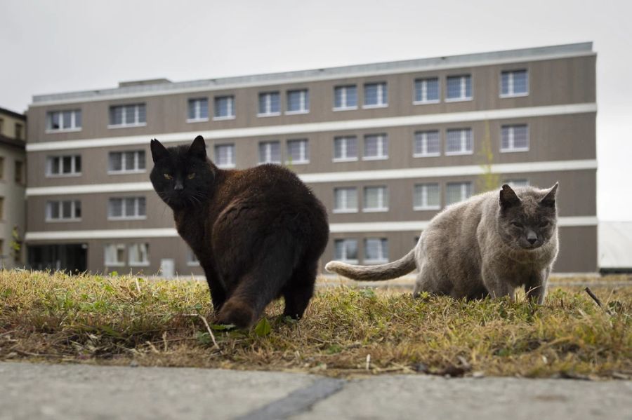 Zu viele Katzen können der Biodiversität schaden, warnt Fabian Gloor, Jurist vom Mieterverband Schweiz.