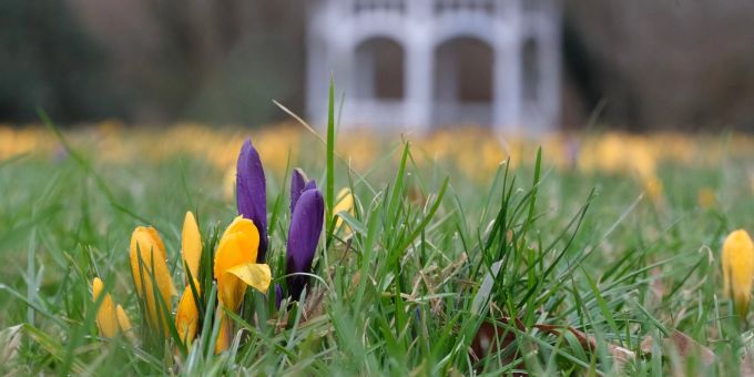 Milde Temperaturen und Sonne dürften in vielen Teilen Deutschlands in den kommenden Tagen dafür sorgen, dass weitere Blumen spriessen. Milde Temperaturen und Sonne dürften in vielen Teilen Deutschlands in den kommenden Tagen dafür sorgen, dass weitere Blumen spriessen.
