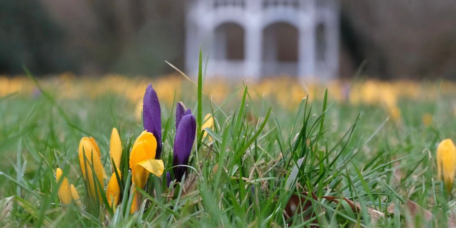 Milde Temperaturen und Sonne dürften in vielen Teilen Deutschlands in den kommenden Tagen dafür sorgen, dass weitere Blumen spriessen.