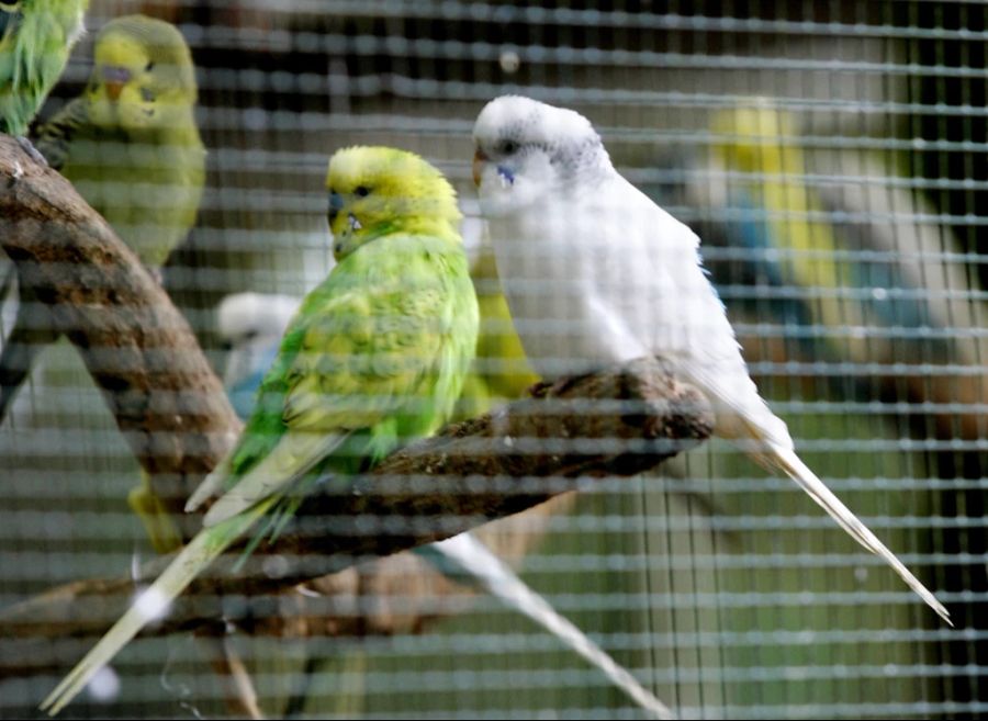 Zur gemütlichen Stimmung trägt auch das Vogelgezwitscher bei. (Symbolbild)