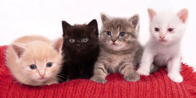 Katzenbabys auf roter Decke