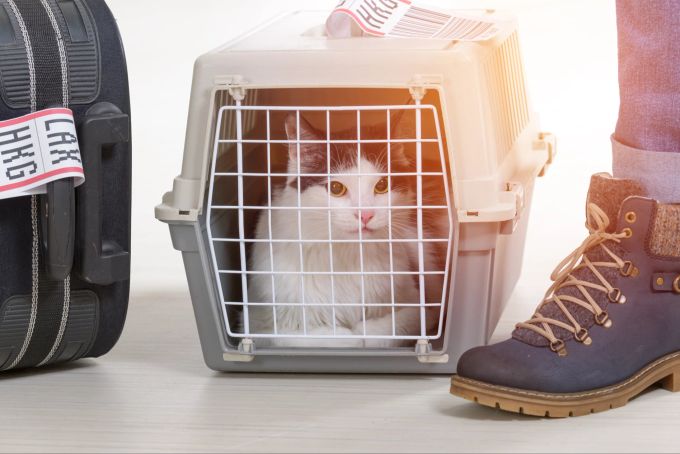 Wer mit seinem Haustier das Land verlassen will, muss es chippen lassen. Katze im Käfig für Reise