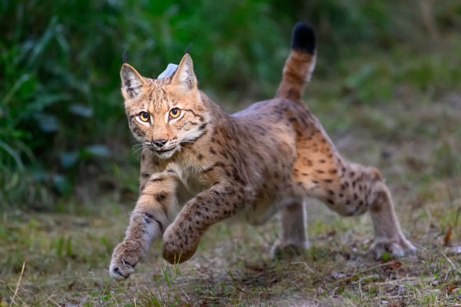 Luchs