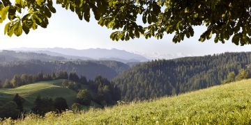 Wald