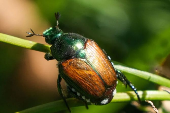 Der ausgewachsene Käfer befällt über 400 Pflanzenarten.
