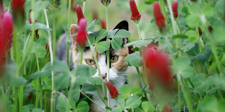 Herzig, aber ein Problem für Wildtiere und Biodiversität: Hauskatzen. (Symbolbild)