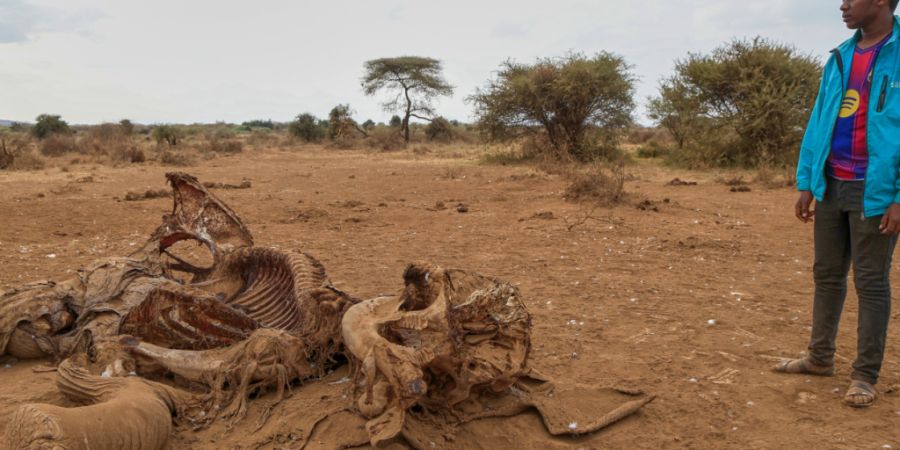 ARCHIV - Ein Mann steht neben dem Kadaver eines Elefanten im Dorf Kitenden am Rande des Amboseli-Nationalparks. Foto: Andrew Kasuku/AP/dpa/Archivbild