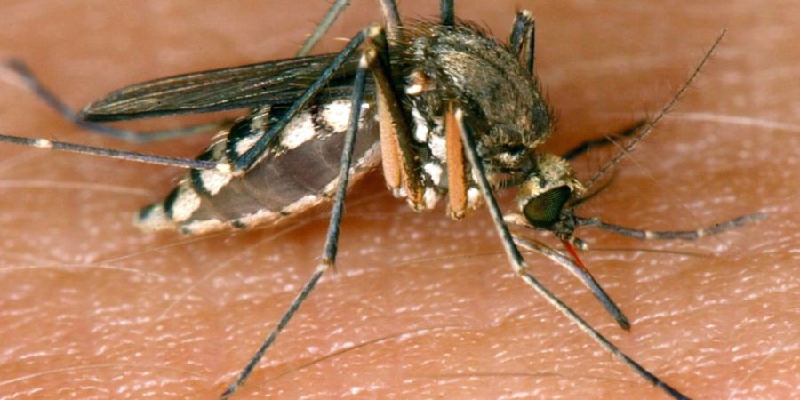 Eine Mücke saugt Blut aus der Haut. Mittlerweile sind in Europa mehr als 1000 Fälle von West-Nil-Virus festgestellt worden. (Archivbidl)