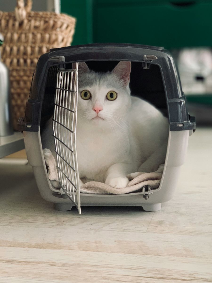 Bei Absagen für eine Adoption reagieren Interessenten enttäuscht oder mit Beschimpfungen.