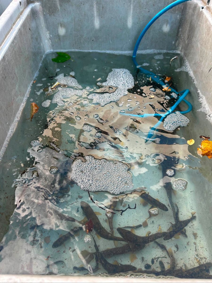 Die Fischer und Bach-Pächter versuchen einige Tiere zu retten und umzusiedeln. Doch es gibt keine Orte mehr, wo die Fische hinkönnen.