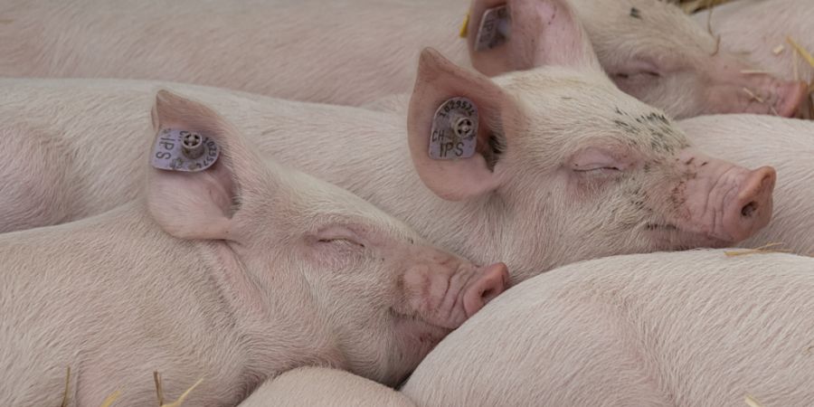 Im Baselbiet gibt es immer weniger und dafür grössere Landwirtschaftsbetriebe. Entsprechend steigt die Anzahl Tiere pro Betrieb, besonders bei der Geflügel- und Schweinehaltung. (Arc...