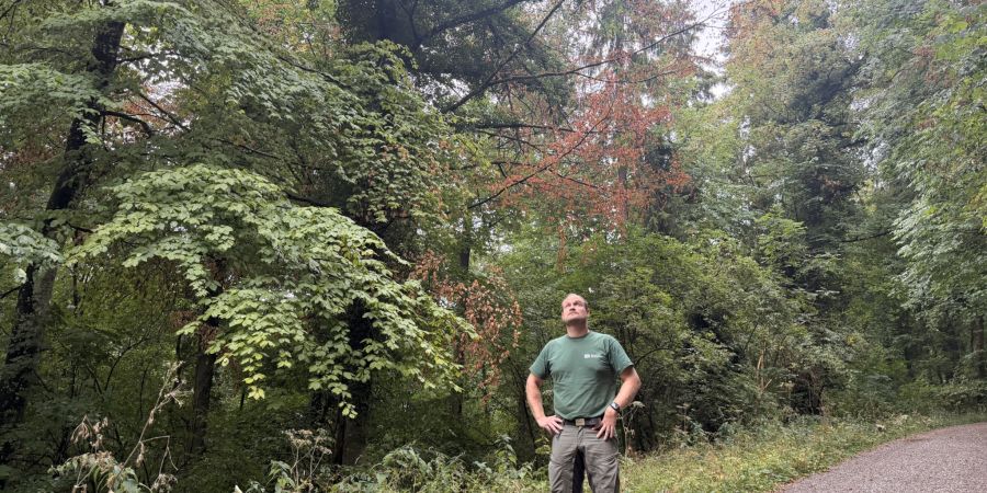 Diese alte Buche im Stadtwald ist ein Opfer des Hitzesommers. Revierförster Nils Schönenberger sagt: «Jetzt zählt jeder Regentropfen.»