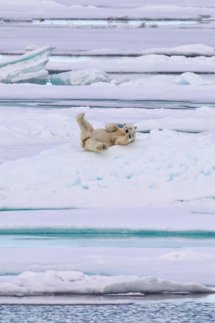 Eisbär